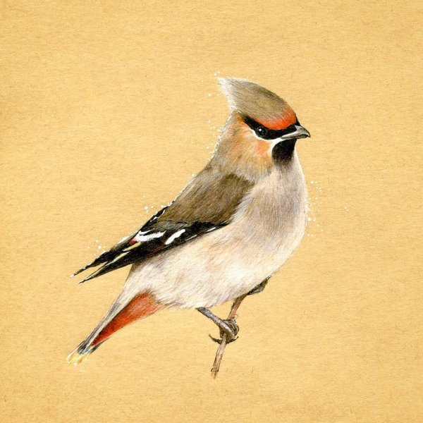 Птица рисунок