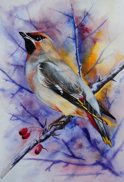 Свиристель акварелью