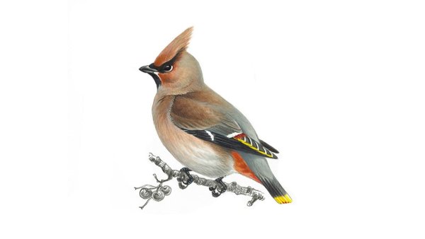 Свиристель на белом фоне