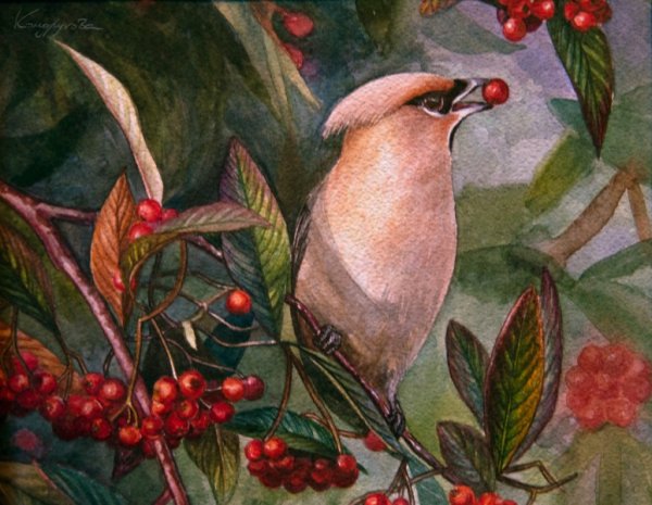 Рябинка свиристель акварель