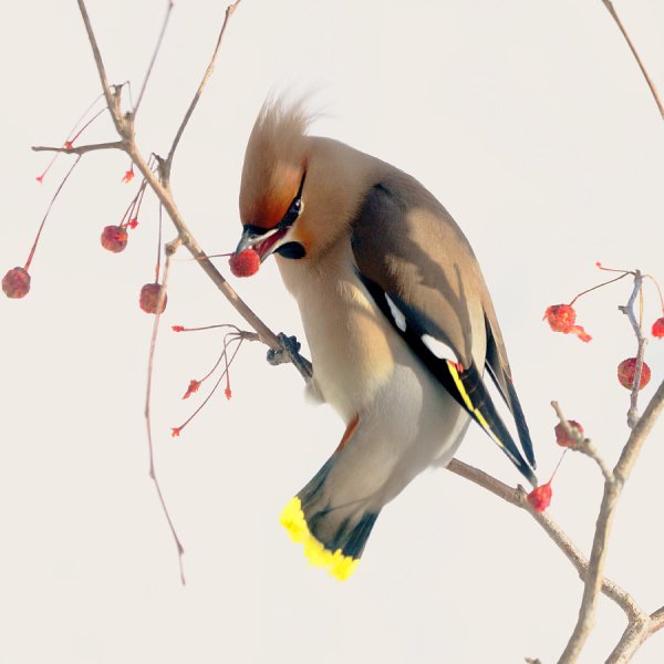 Мандалорская свиристель