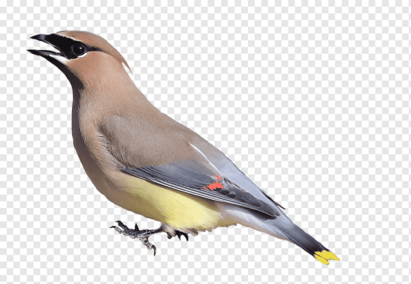 Свиристель на белом фоне