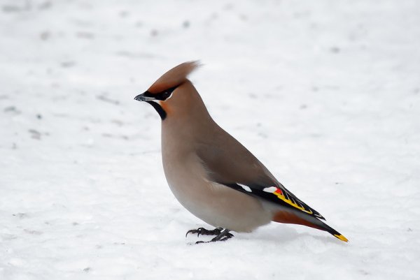 Свиристель зимующая птица для детей