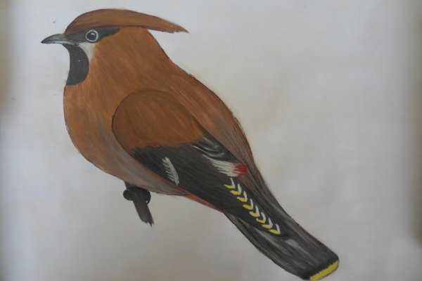 Зимующие птицы Башкортостана