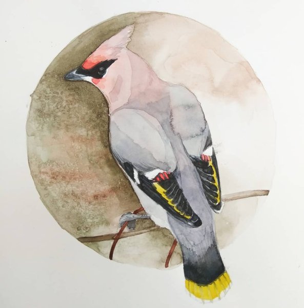 Свиристель акварелью