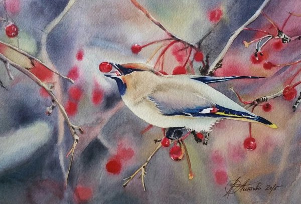 Свиристель акварелью