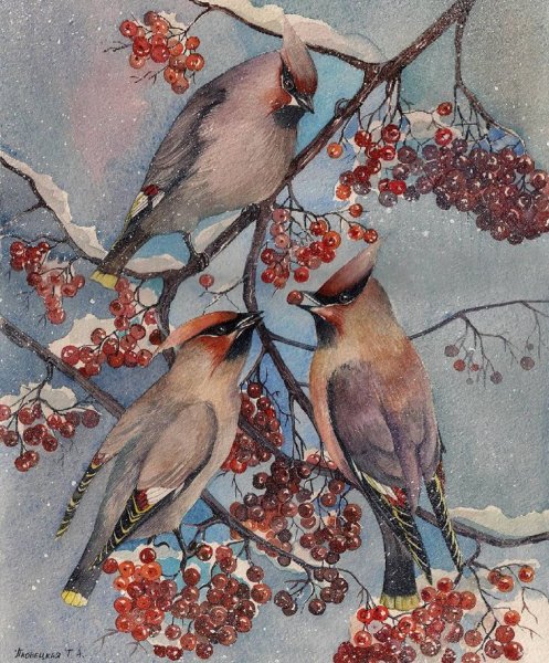 Свиристель птица акварель