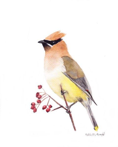 Свиристель нарисовать