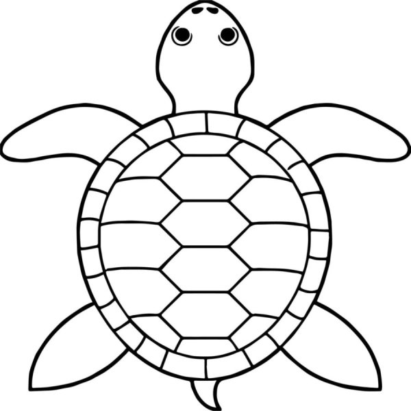 Набросок черепахи