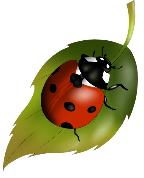 Божья коровка на листочке