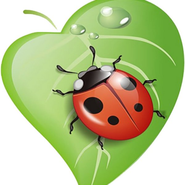 Божья коровка на личтик