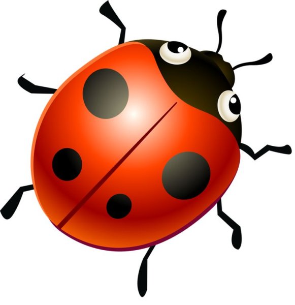Божья коровка ка для детей