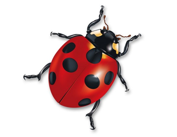 Божья коровка фото для детей