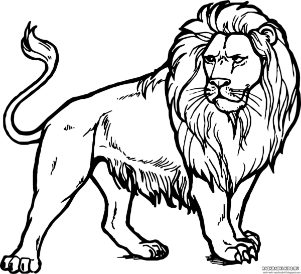 Лев раскраска для малышей