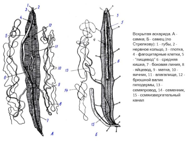Вскрытая самка аскариды