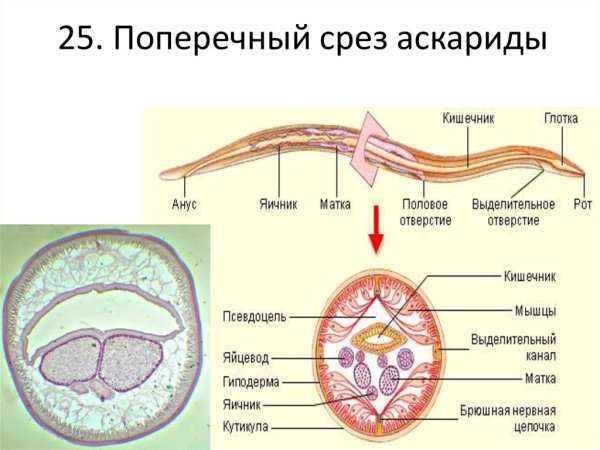 Круглый червь человеческая аскарида строение