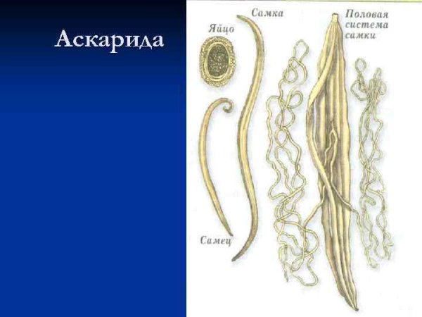 Внутреннее строение аскариды человеческой