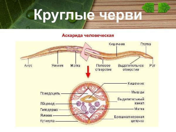 Круглые черви строение 7 класс биология