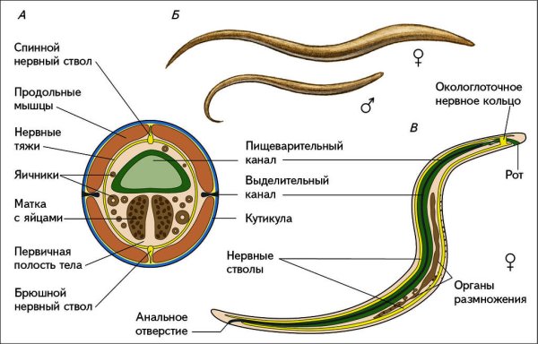 Внешнее строение круглых червей рисунок