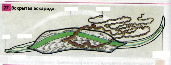 Круглые черви аскарида человеческая