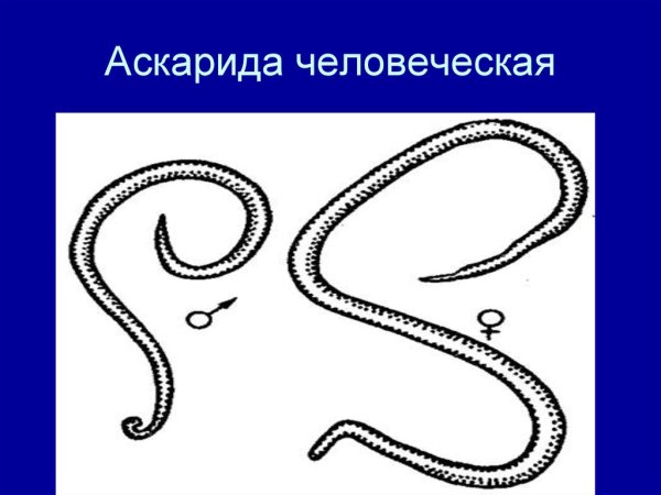 Аскарида рисунок