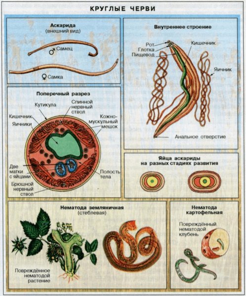 Круглые черви нематоды паразиты