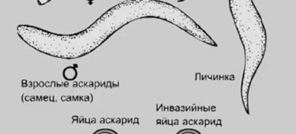 Аскарида человеческая строение самца и самки