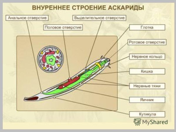 Схема внутреннего строения аскариды