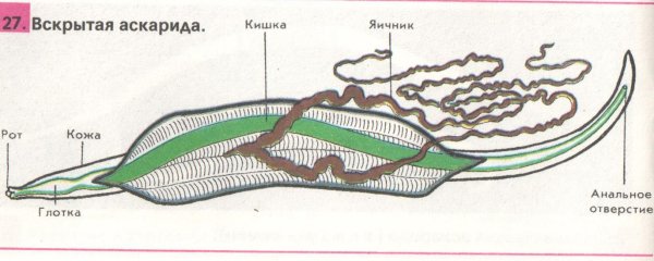 Строение круглых червей аскарида