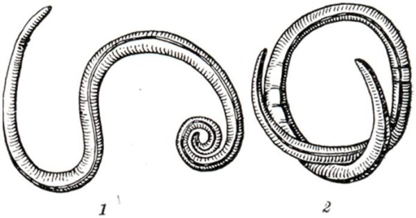 Рис. 1. аскарида человека (Ascaris lumbricoides).