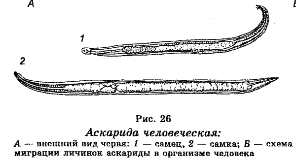 Внешнее строение самца и самки человеческой аскариды
