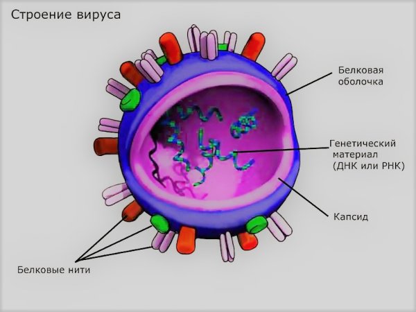 Строение вируса с подписями