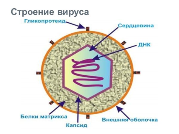 Основное строение вирусов