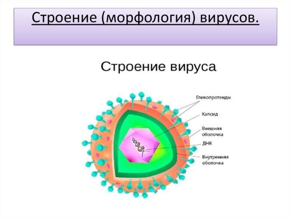 Морфология и строение вирусов