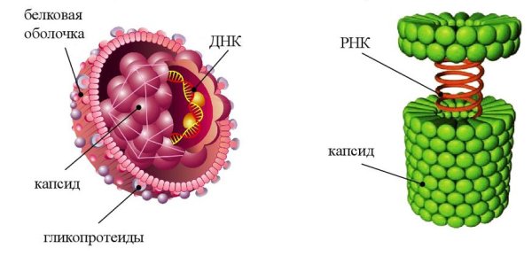 Строение сложного вируса рисунок
