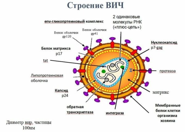 Строение ВИЧ вируса схема