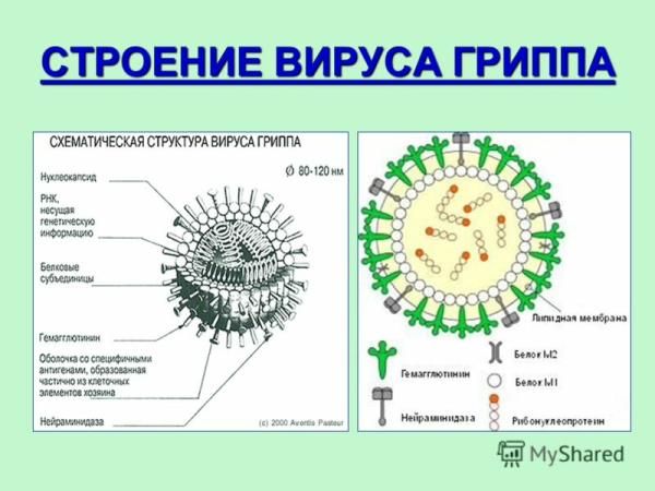 Строение вируса герпеса и гриппа