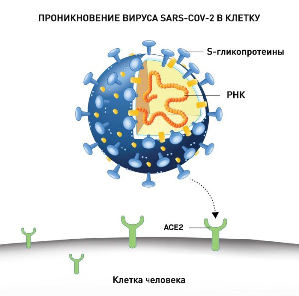Ace 2 Рецептор SARS-cov-2