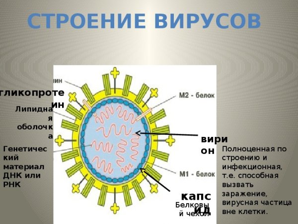 Схема строения вируса биология