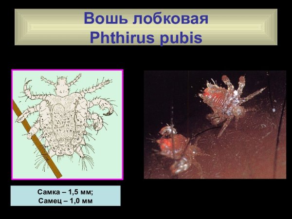 Лобковые вши переносчики