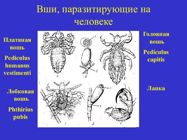 Вши лобковые цикл развития