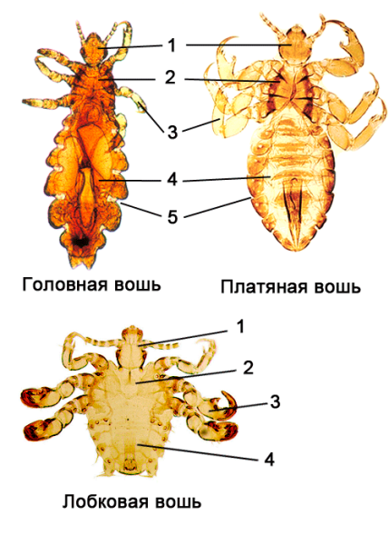 Платяная вошь отряд