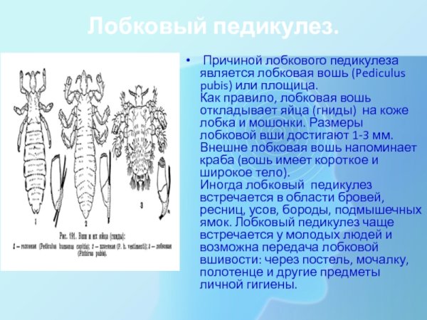 Гнида головной вши строение