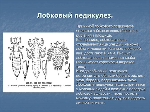 Вошь платяная (Pediculus humanus humanus