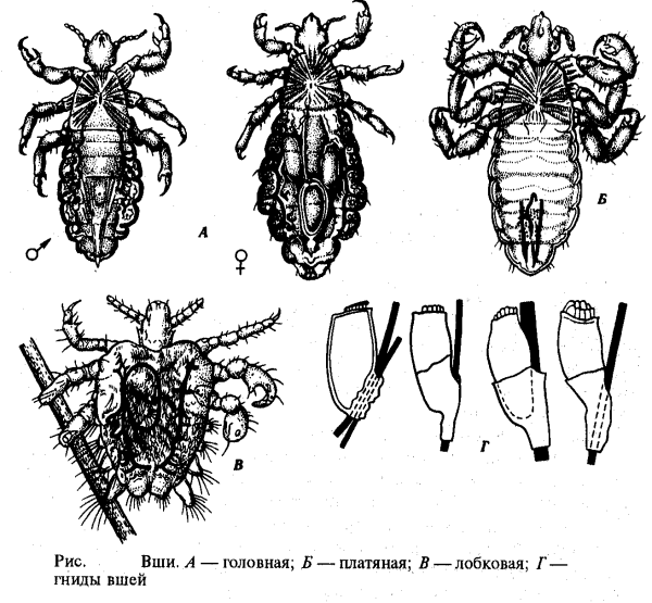 Вошь головная, платяная Pediculus humanus capitis, Pediculus humanus humanus, Phthirus pubis