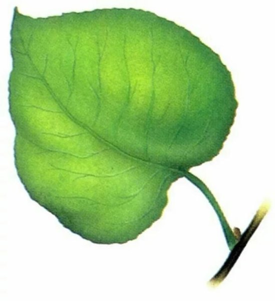 Лист яблони