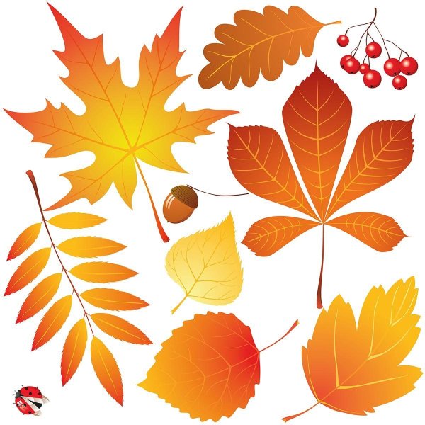 Осенние листочки картинки