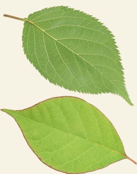 Листья деревьев