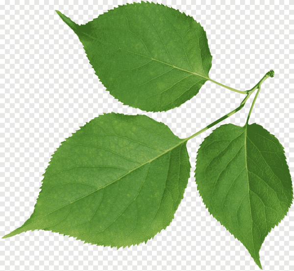 Берёза листья