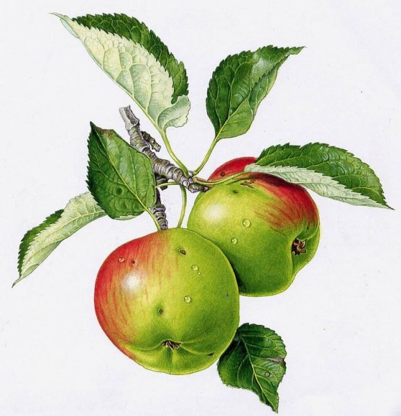 Яблоко с веточкой